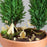Tiny Camping for your plants