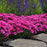 Dianthus PW Paint The Town Fancy 17cm