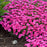 Dianthus PW Paint The Town Fancy 17cm