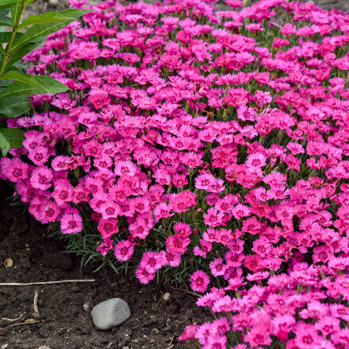 Dianthus PW Paint The Town Fancy 17cm