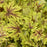 Heucherella  fun & games Capture the flag #1