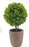 Boxwood Artificial 13" Potted
