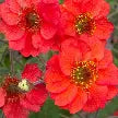 Geum Fiery Tempest 15cm