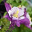 Aquilegia Earlybird Purple white #1