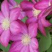 Clematis burbon 1 gal ex per
