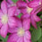 Clematis burbon 1 gal ex per
