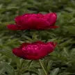 Peony Paeonia Inspecteur Lavergne #2