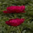 Peony Paeonia Inspecteur Lavergne #2