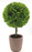 Boxwood Artificial 15" Potted