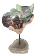 Vase Clear Glass w/Wood Pedestal Base 9" x 13"