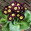 Primula bavarian Gaudi Ludwig 11cm