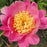 Peony Paeonia Mr. G.F. Hemerik 1 Gal