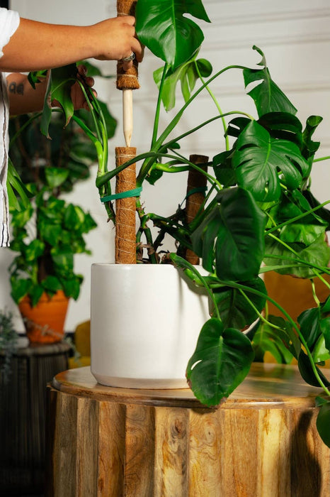 Coco Coir Poles