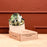 Tiny Camping for your plants