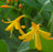 Crocosmia Norwich Canary