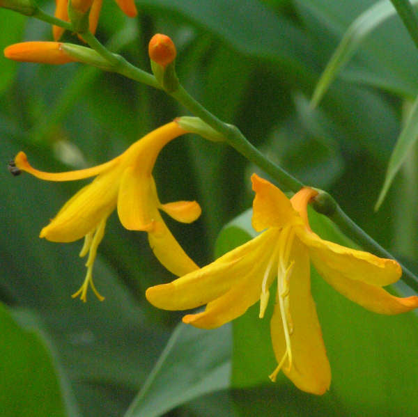 Crocosmia Norwich Canary