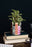 Desk Pot, Classic Books