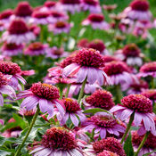 Echinacea Everything's Rosy PW #1
