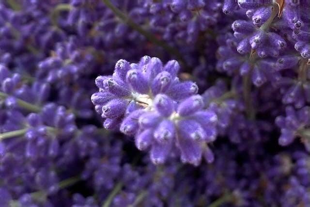 Dried English Lavender Bouquets - Deep Purple