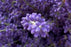 Dried English Lavender Bouquets - Deep Purple