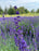 Dried English Lavender Bouquets - Deep Purple