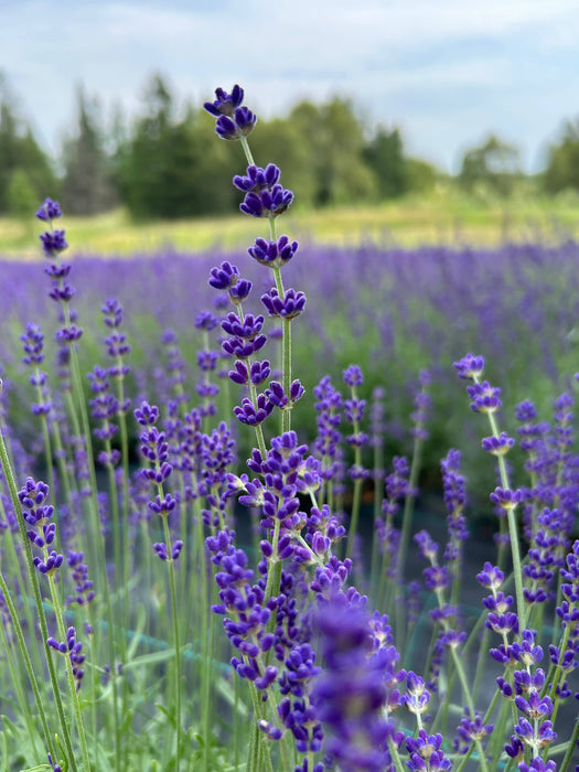 Dried English Lavender Bouquets - Deep Purple