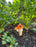 Mushroom Self-Watering Spikes