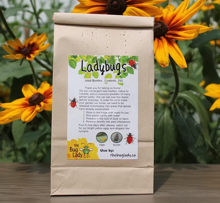 Ladybugs live