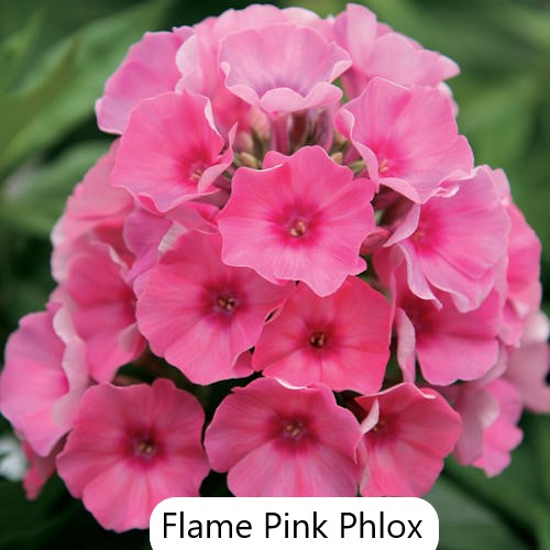 Perennial Phlox