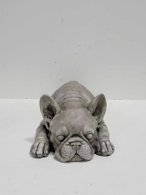 Dog - Pug Laying