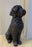 Dog - Doodle Black