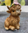 Highland Cow Tabletop