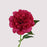 Real Touch Peony Rose Red 58 x15 cm