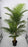Palm Areca 65" Artificial