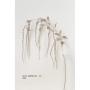 Spray- Iridescent Amaranthus-Champagne