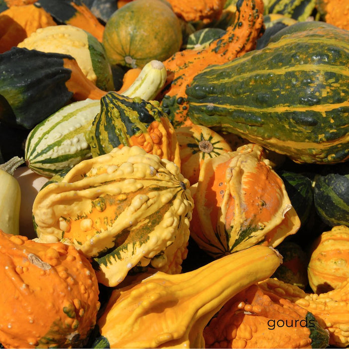 Gourd Fall Mini 0-1 lbs