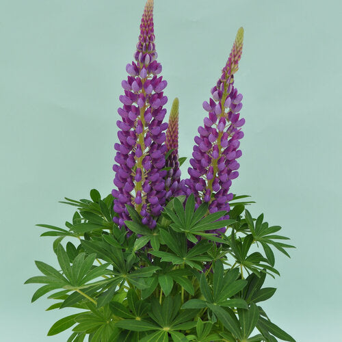 Lupinus Staircase blue 2gal ex