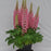 Lupinus Staircase Rose White ex 2 gal