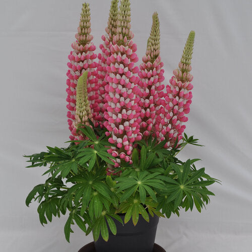 Lupinus Staircase Rose White ex 2 gal