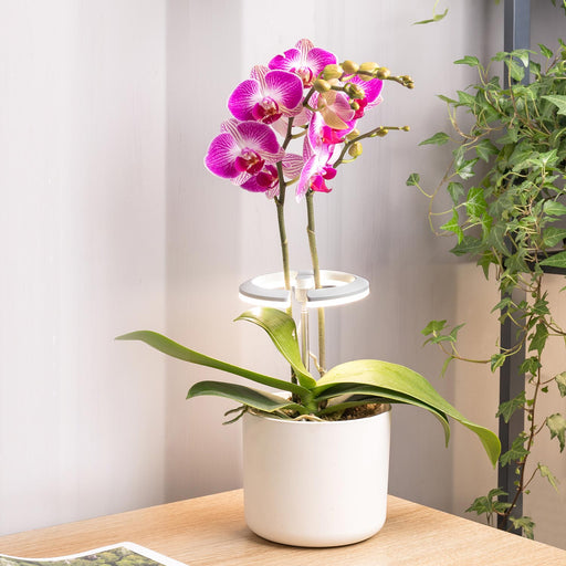 Grow Light LED Halo Ring 10W