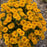 Heliopsis Athena Gold 1gal EX