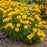 Heliopsis Rays for Days #1