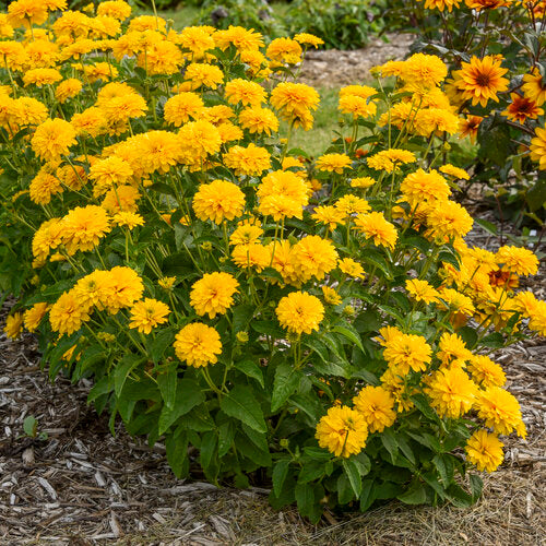 Heliopsis Rays for Days #1