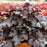 Heuchera Dolce Sultry Night #1