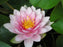 Nymphaea Hollandia Lt Pink 5"