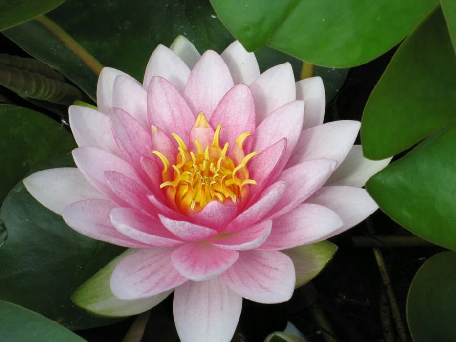 Nymphaea Hollandia Lt Pink 5"