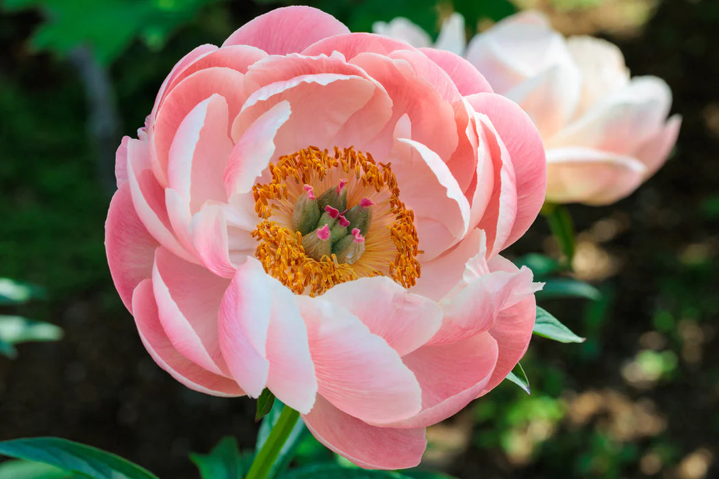 Peony Paeonia Salmon Saucer #2