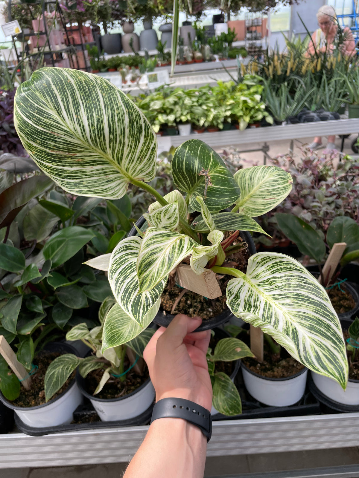 Philodendron BIRKIN 6