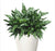 Aglaonema (Chinese Evergreen) Maria Emerald Beauty