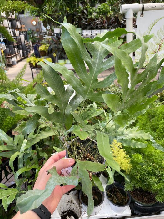 blue star fern leaf Blue Star Fern — Dutch Growers Regina